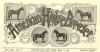 American Horse Breeder